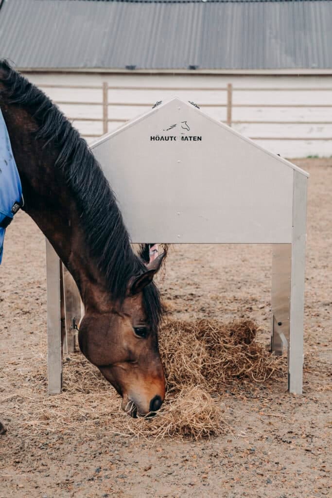 En häst äter vid Lunchboxen.