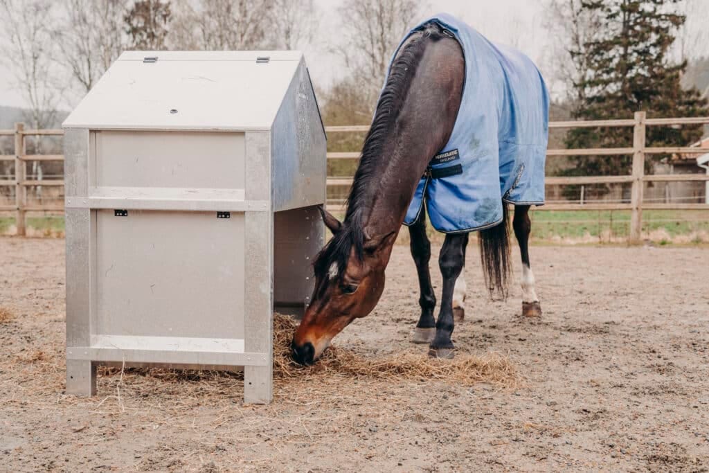 En häst med blått täcke äter hö vid Lunchboxen i en hage.